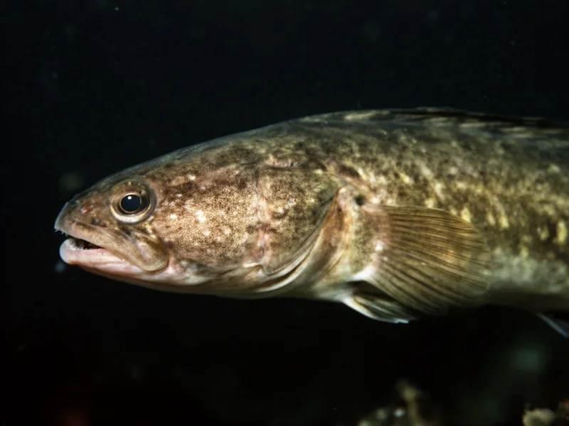 Aalmutter — Kopf-Closeup