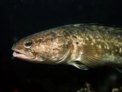 Aalmutter — Portrait