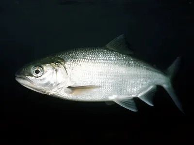 Maräne — Portrait