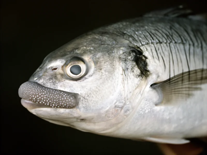 Meeräsche — Kopf-Closeup