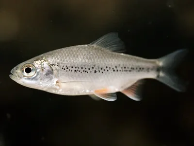 Schneider — Portrait