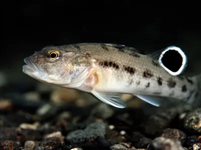 Schwarzmund-Grundel — Portrait